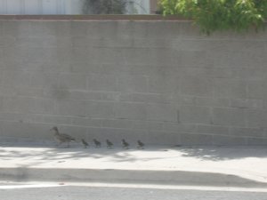 San Diego ducklings