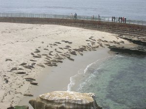 Children's Pool Beach seals