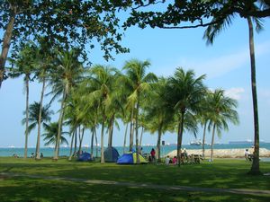 East Coast Park palm treets