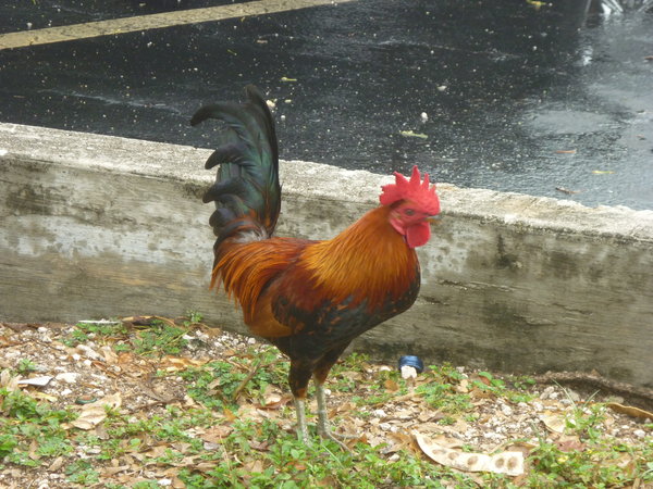 Rooster in the Rain 