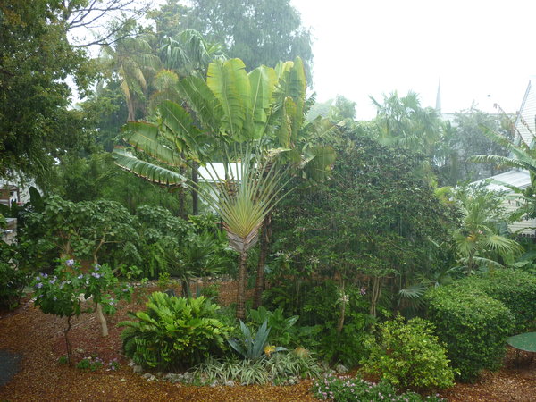 Hemingway's yard in the rain