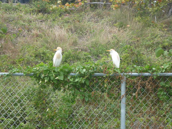 Birds at Bahia Honda