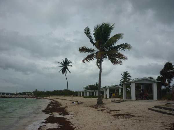 Calusa Beach Palm Trees