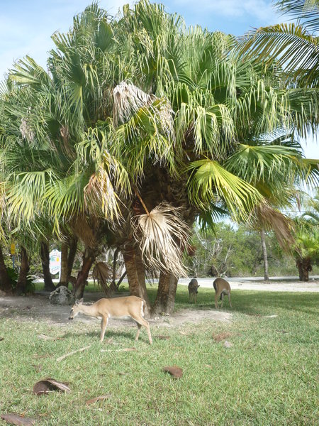 Key Deer under Palm Tree
