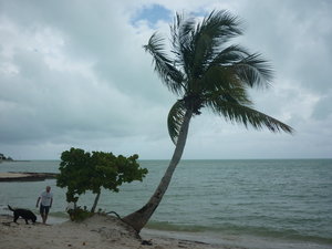 Sombrero palm tree