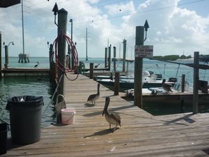 Pelican's at Robbie's Pier