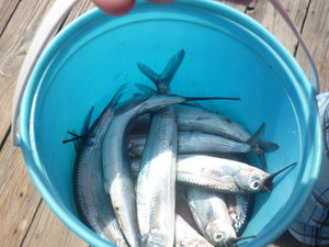 Bucket of fishies for giant tarpons