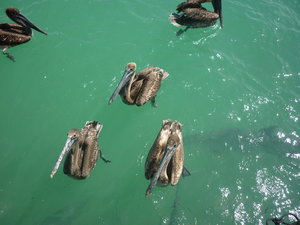 Pelicans, Robbie's Pier