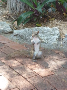 Squirrel at Key Largo Conch House