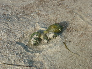 Green shell sea creatures, Anne's Beach