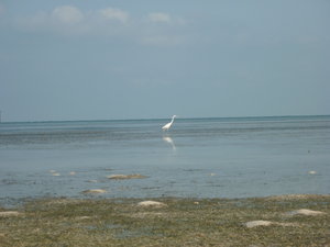 Great Egret, Anne's Beach