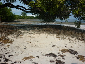 Crab Tree, Anne's Beach