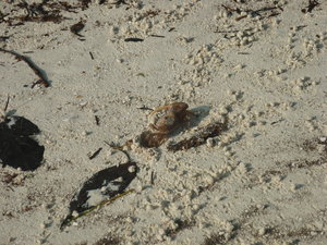 Crab, coming out of crab hole, Anne's Beach
