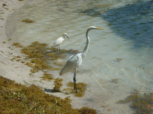 Great Egret and Snowy Egret, Long Key State Park