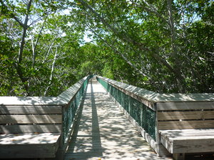 Mangrove Trail Boardwalk, Long Key State Park