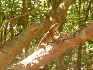 Lizard in tree, Pennekamp