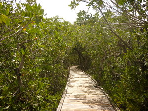 Mangrove Trail Boardwalk, Pennekamp