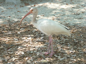 White Ibis, Pennekamp