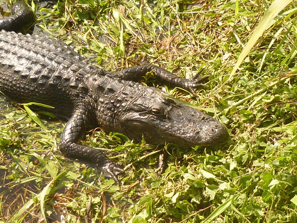 Alligator Close-Up, Anhinga Trail