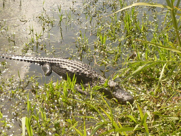 Alligator, Anhinga Trail