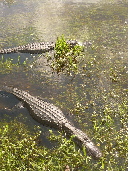 Two Alligators, Anhinga Trail