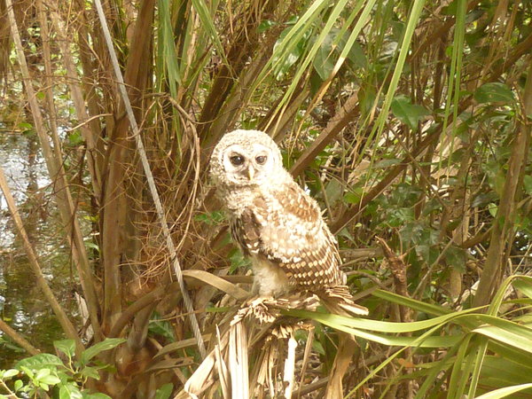 Barred Owl, Close-Up