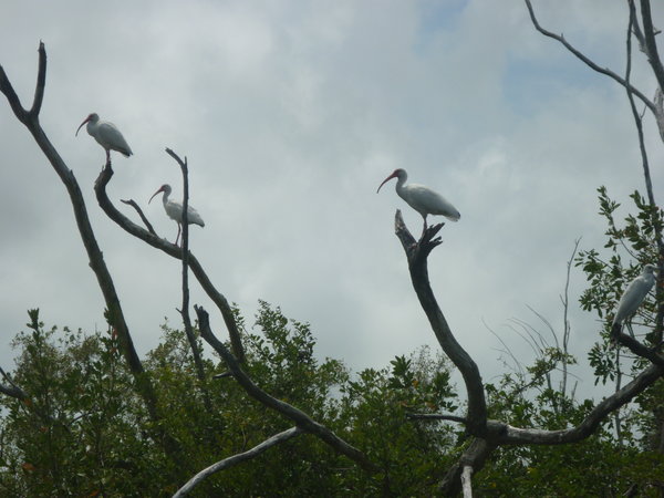 Ibises in Tree Branches