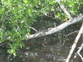 Baby Crocodile on Tree Branch