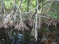 Cypress Roots, Buttonwood Canal