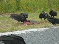 Vultures eating Turtle