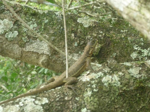 Iguazú lizard