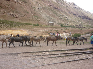 donkeys, Puente de Inca