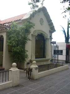Mendoza dog in front of house