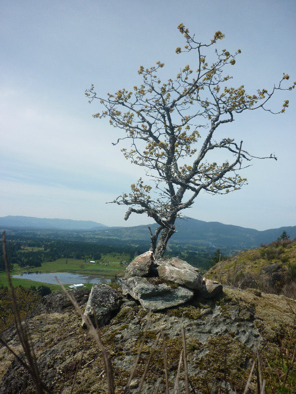 Tree and Rock, Maple Mountain