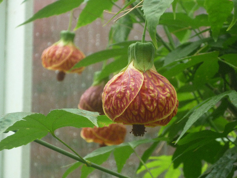 Conservatory lantern flowers