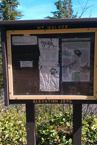 Mt Walker, Cougar Country