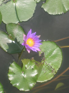 HK Wetland Park Flower