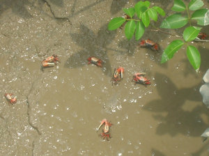 Crabs Under Floating Boardwalk