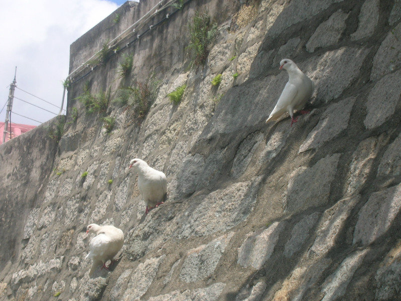 White Doves, Guia Fortress