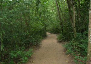 Cu Chi forest path