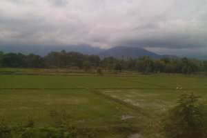 Rice paddies