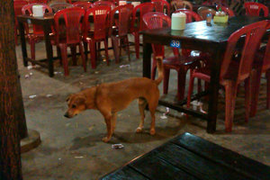 Dog at Lam Tong Seafood Restaurant