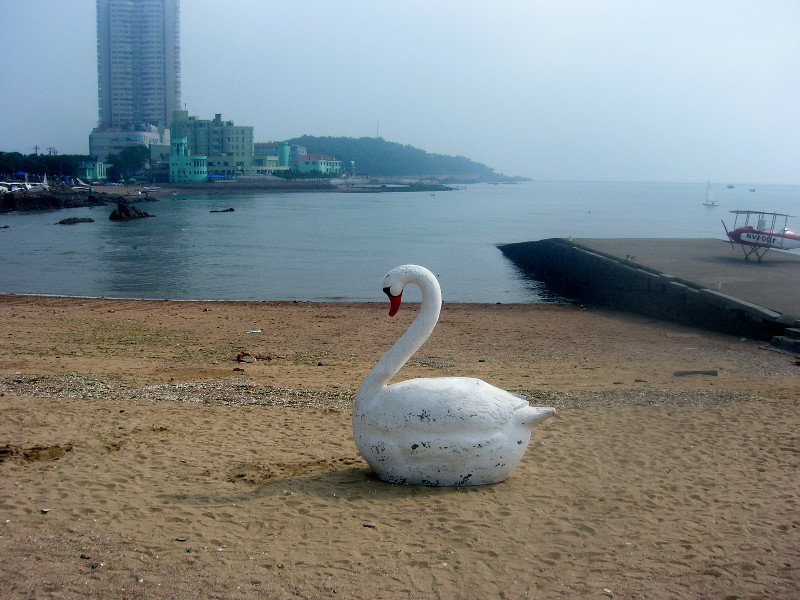 Swan on the Beach