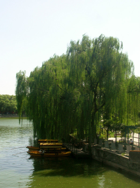 Beihai willow trees