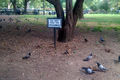 Do Not Feed Pigeons, Tompkins Square Park