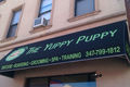The Yuppy Puppy, Gowanus