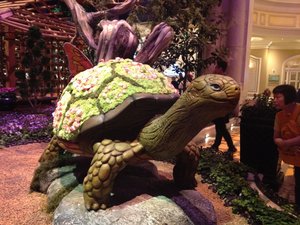 Turtle, Bellagio Conservatory