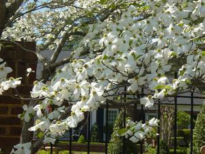 Dogwoods in NC