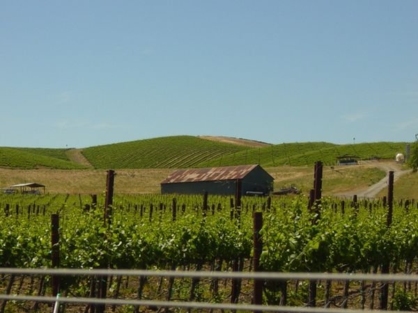 Napa vineyard