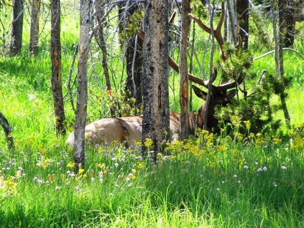Bull elk relaxing
